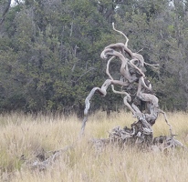 Another interesting stump